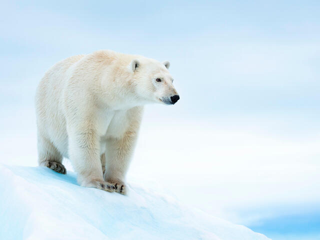 ĐỀ THI IELTS READING VÀ ĐÁP ÁN Why we need to protect polar bears