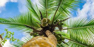 GIẢI CHI TIẾT ĐỀ THI IELTS READING: The coconut palm