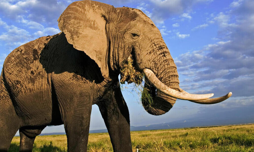 DỊCH VÀ GIẢI THÍCH ĐÁP ÁN ĐỀ THI IELTS READING: Elephant communication