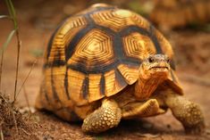 ĐỀ THI IELTS READING VÀ ĐÁP ÁN - Flying Tortoises